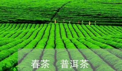 春茶 普洱茶/2023042875908